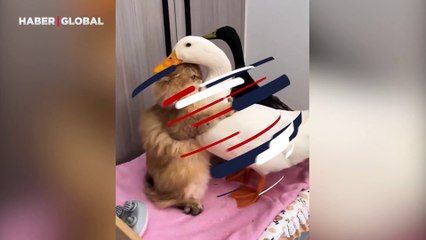 Gönlünü ördeğe kaptıran kedi sevgisiyle izleyenleri gülümsetti