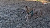 Adopté après 700 jours de refuge, ce vieux chien redevient un véritable chiot en découvrant son nouveau jardin (vidéo)