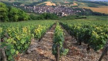 GALA VIDEO - Brad Pitt, George Lucas et George Clooney réunis dans le Var : cet événement local auquel ils participeront