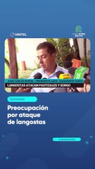 Preocupación por ataque de langostas