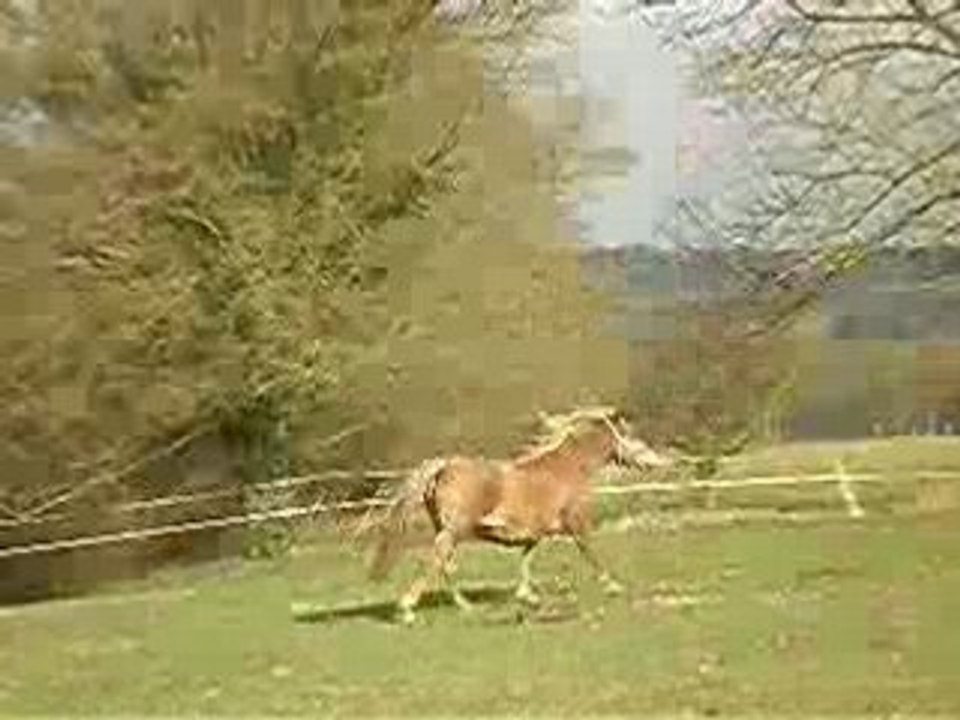 etoile au galop