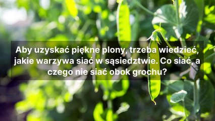 Dobre i złe sąsiedztwo grochu