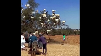 Dengeyi sanatla harmanlayan keçiler ilgi odağı oldu