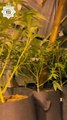 Police  find cannabis plants worth £100,000 at Telford house