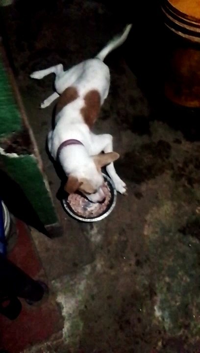 my dog