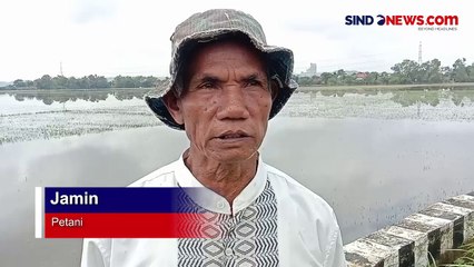 Petani Terancam Gagal Panen Usai Ratusan Hektare Sawah Terendam Banjir di Grobogan