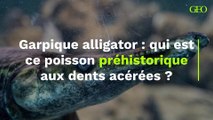 Qui est le garpique alligator, ce poisson préhistorique aux dents acérées, considéré comme le dernier fossile vivant de notre planète ?
