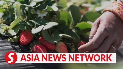 China Daily | Growing strawberries in extreme weather in India