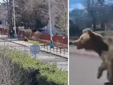 Slovacchia, orso terrorizza una città e ferisce due persone: il video