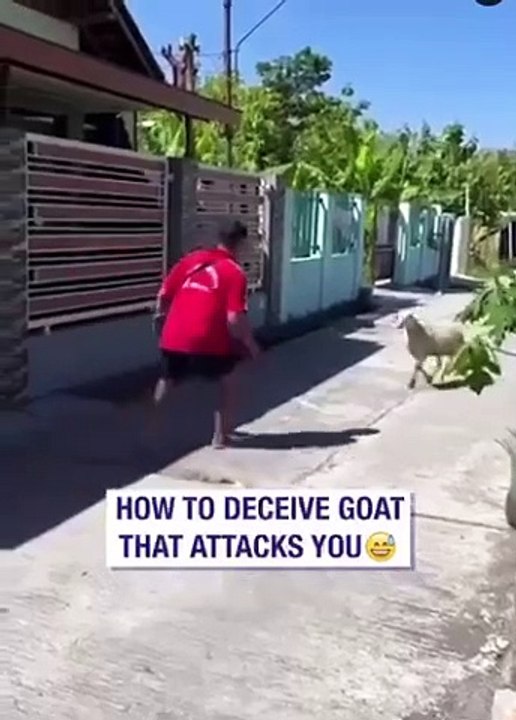 man vs goat