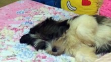 sleeping puppy