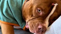 Dla swojego psa stworzył domowe SPA, które zachwyciło 8,6 mln internautów (video)