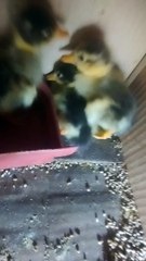 Cute ducklings