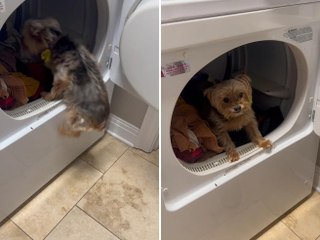 Bella, l'adorabile cagnolino che usa l'asciugatrice come cuccia