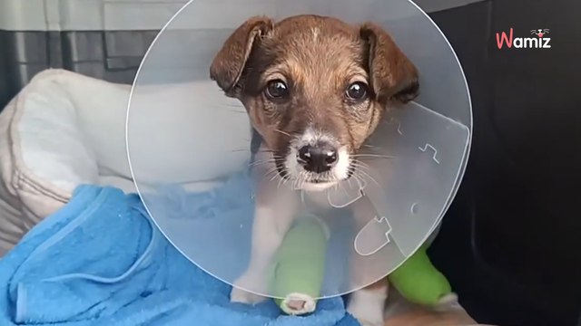 Leżała w rowie, nie dając oznak życia. 10 dni później Diunka przeszła spektakularną przemianę (video)