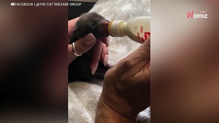 Il sauve des chatons sur sa terrasse et prévient le refuge sans se douter de l'énorme confusion (vidéo)