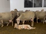 Questo cane adora farsi coccolare dalle pecore: il video è dolcissimo