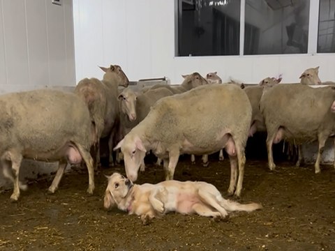 Questo cane adora farsi coccolare dalle pecore: il video è dolcissimo