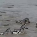 Wooow## mengerikan lihat para buaya memangsa zebra