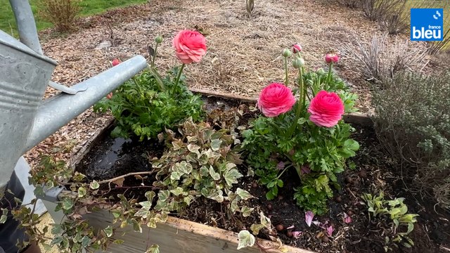Roland Motte, jardinier : la renoncule, la belle de printemps