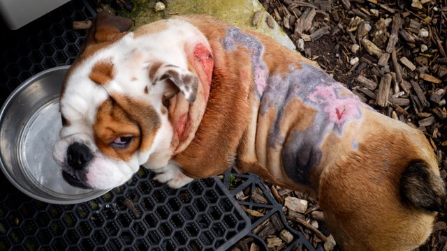 Gordo, chiot brûlé vif au sèche-cheveux, cherche une nouvelle famille
