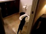 Gizmo flushes toilet