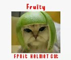 Ebay CEO Meg Whitman loses to Fruit Helmet Cat