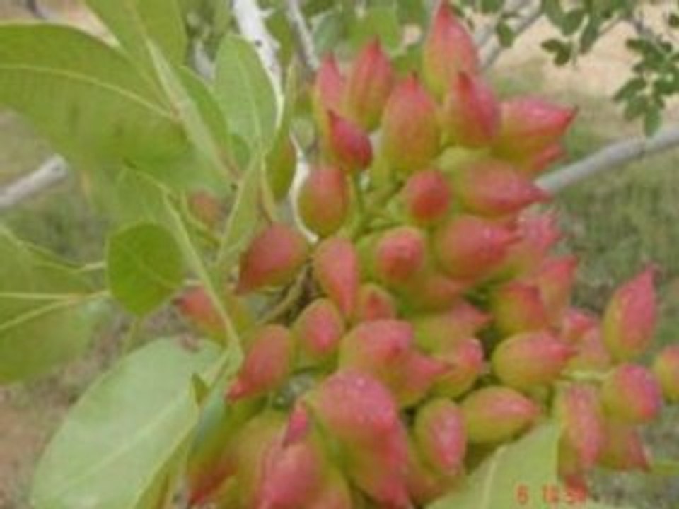 Agriculture El Oued Biskra Algérie