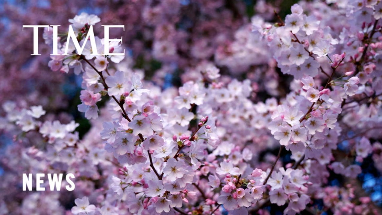 Cherry Trees From Japan to Washington D.C. Are Blooming Earlier Due to Climate Change