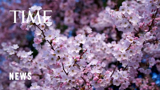 Cherry Trees From Japan to Washington D.C. Are Blooming Earlier Due to Climate Change