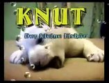 Knut The cute baby polar bear