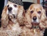 Cocker Spaniels Sing 'My Humps'