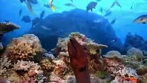 Coral Reef Diving in South Pacific
