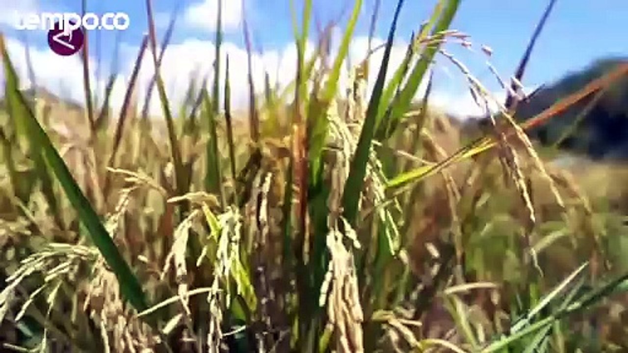 Dirut Bulog Pastikan Stok Ketersediaan Beras Aman Hingga Lebaran