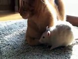 Rat Loves Cat!