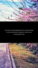 cherry blossom in Tabuk city, kalinga