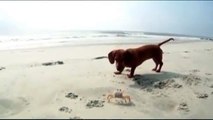 Cangrejo Juguetón jugando con cachorro en la playa