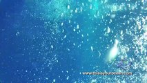 Tiburon asusta a pescadores de marlin