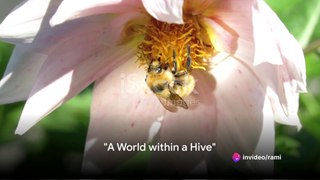 Buzzing Through Life: The Bee's Journey