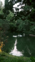 Loving watching these lovely Swans