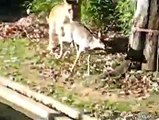 Baby Deer Escapes Lions Deadly Grip