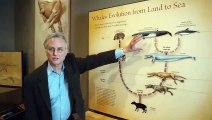 Richard Dawkins - ¡Muéstrame los fósiles intermedios! - Ballenas