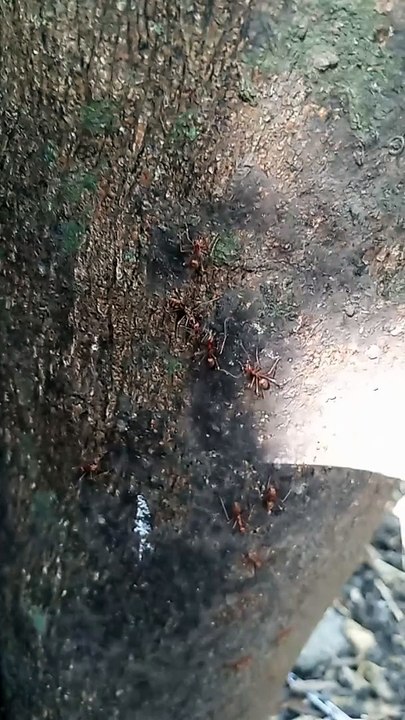 Ants ! 