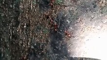 Ants ! 