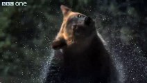 HD Web Extra: Super Slo Mo of Bear shaking water off its fur - Nature's Great Events - BBC One