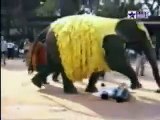 Un elefante se caga encima de dos turistas