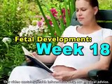 Fetal Development Week 18 (Pregnancy Health Guru)