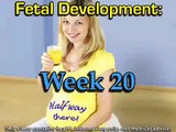 Fetal Development Week 20 (Pregnancy Health Guru)