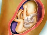 Fetal Development Week 26 (Pregnancy Health Guru)