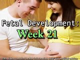 Fetal Development Week 21 (Pregnancy Health Guru)